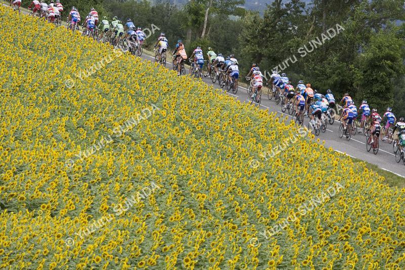 Sunflower field008p.jpg